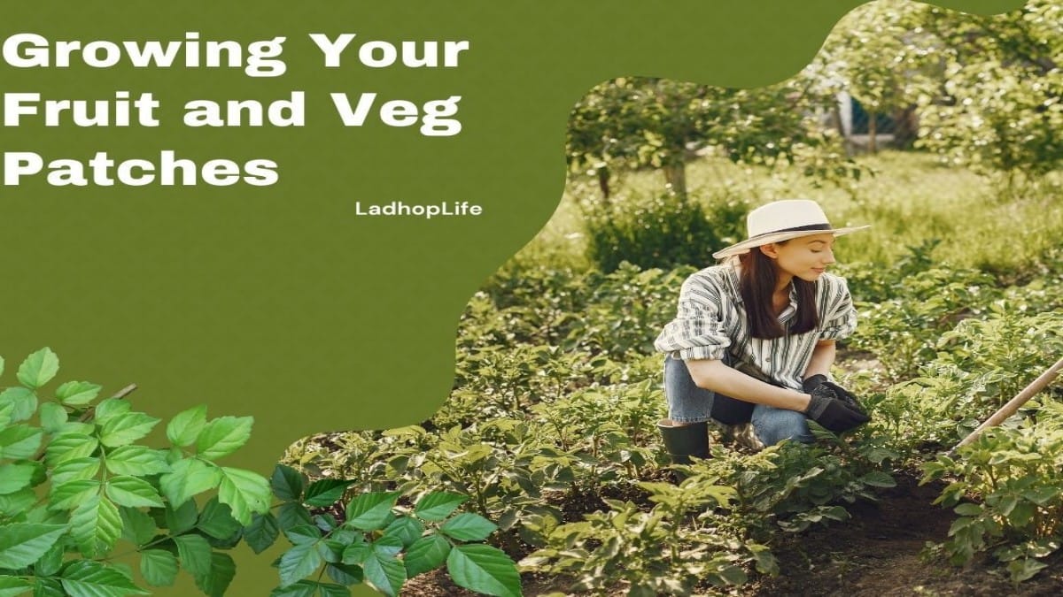 Growing Your Own Fruit and Veg Patches